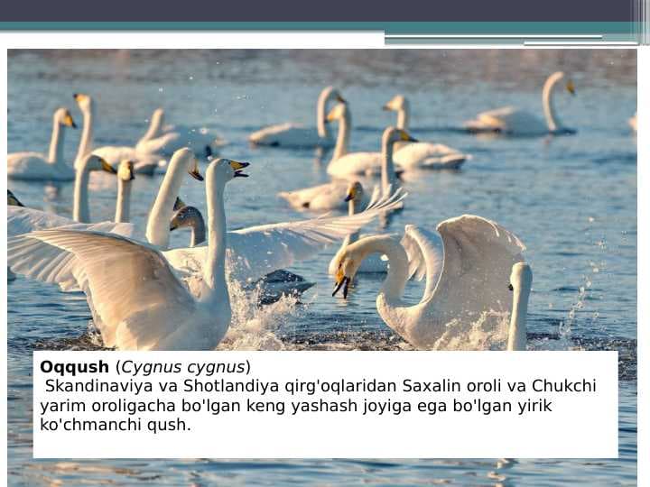 Oqqush
