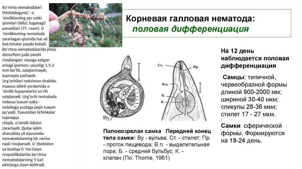 nematodalar turlari  pptx