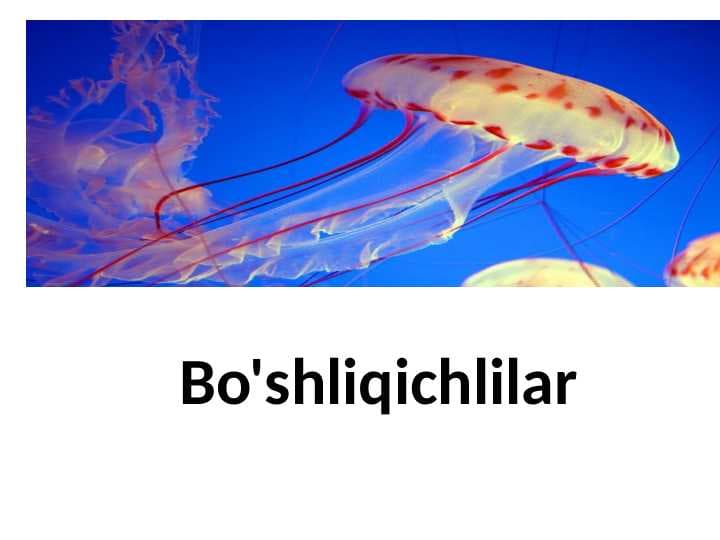 Bo'shliqichlilar
