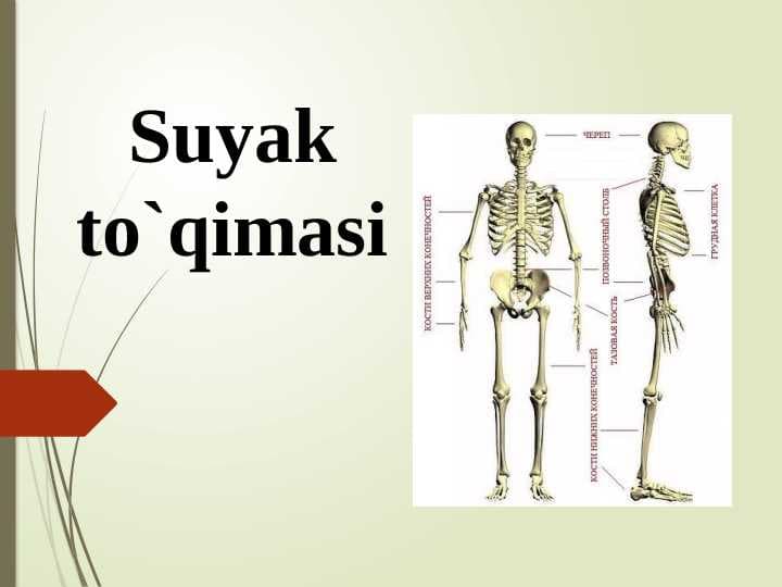 Suyak to`qimasi