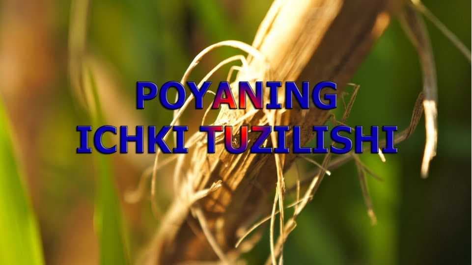 POYANING ICHKI TUZILISHI