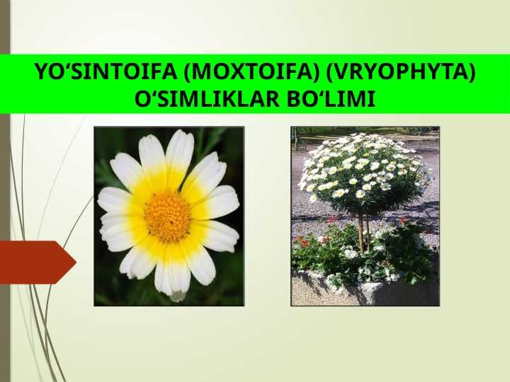 YO‘SINTOIFA (MOXTOIFA) (VRYOPHYTA) O‘SIMLIKLAR BO‘LIMI