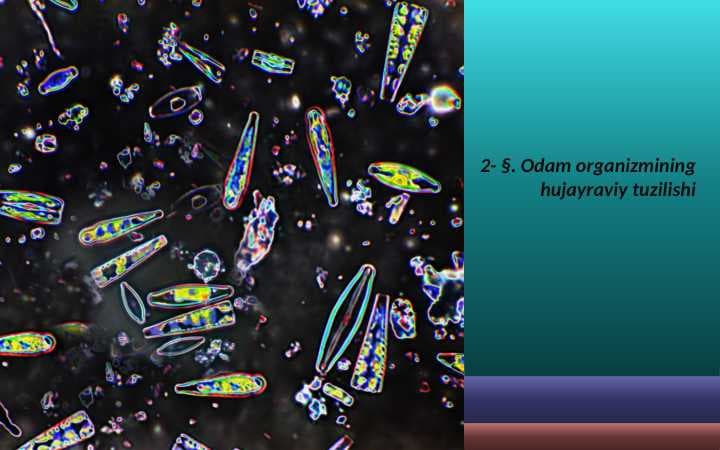 Odam organizmining hujayraviy tuzilishi