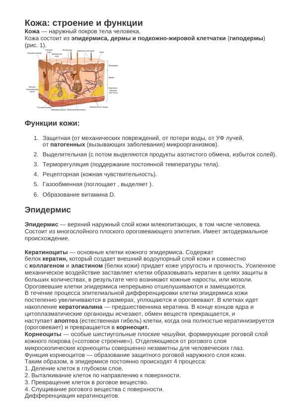 Кожа: строение и функции