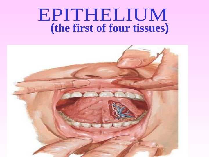Epitheliume