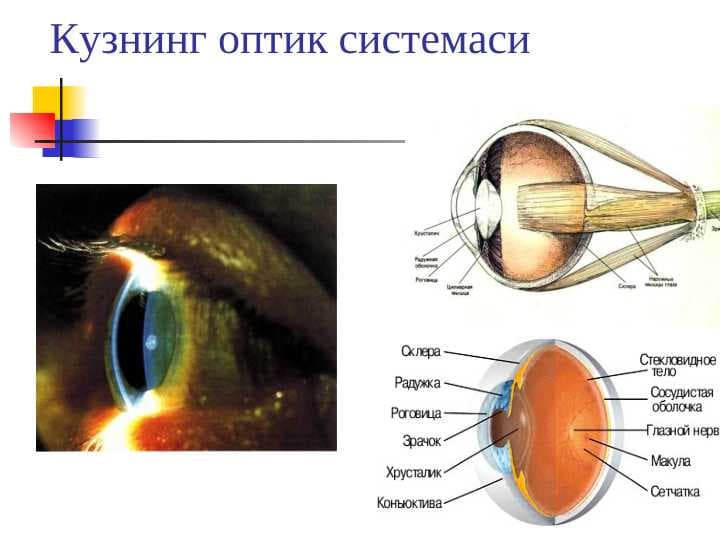 klinik refraksiya. ppt