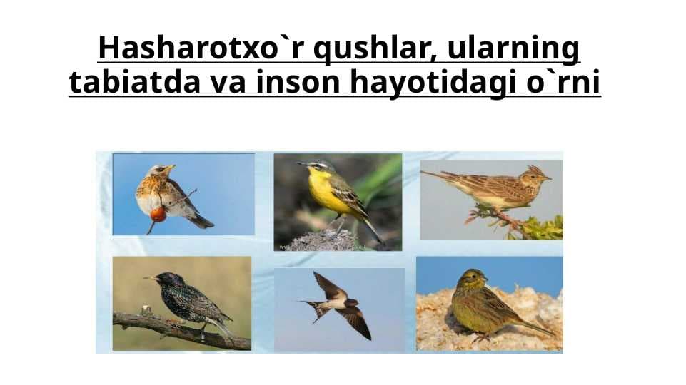Hasharotxo`r qushlar, ularning tabiatda va inson hayotidagi o`rni