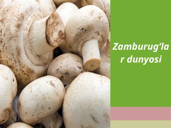 Zamburug‘lar dunyosi.