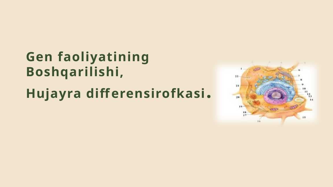 Gen faoliyatining  Boshqarilishi, Hujayra differensirofkasi
