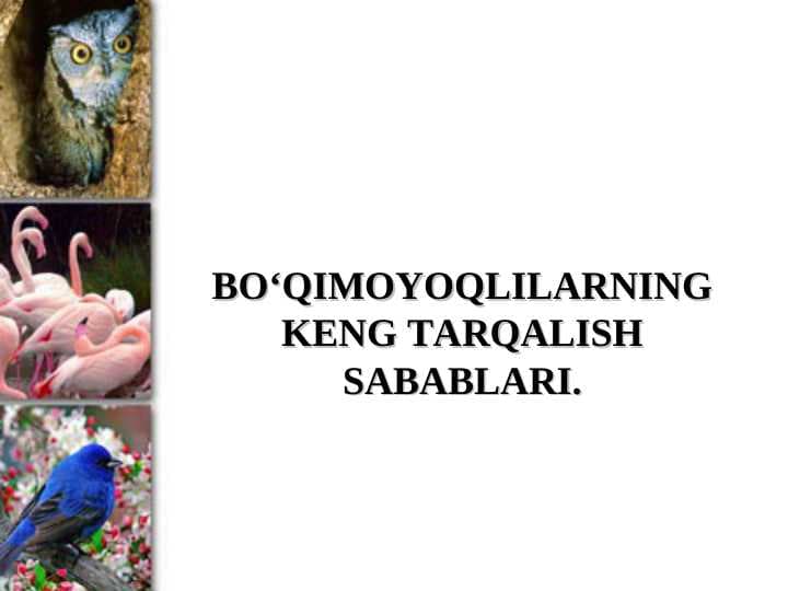 BO‘QIMOYOQLILARNING KENG TARQALISH SABABLARI