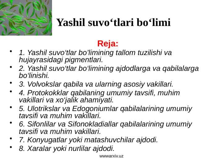 Yashil suvo‘tlari bo‘limi