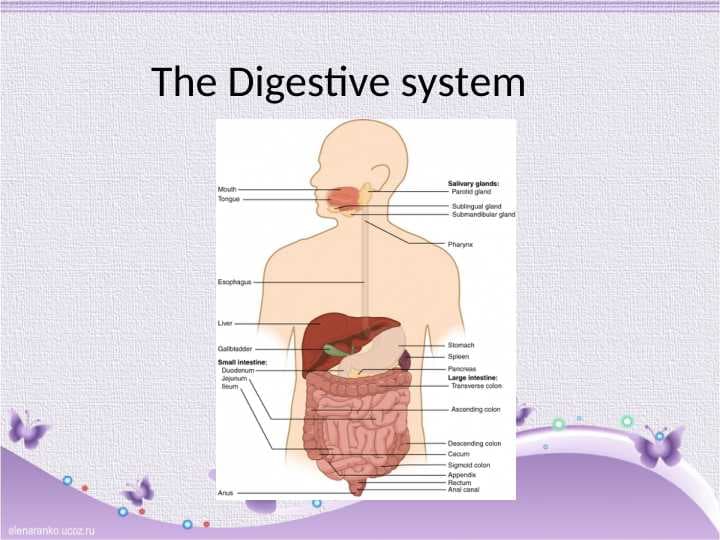 The Digestive system