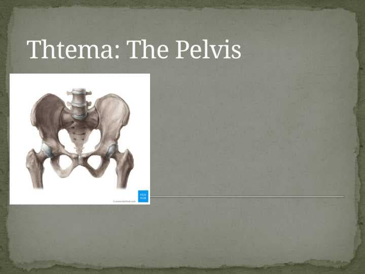 The Pelvis