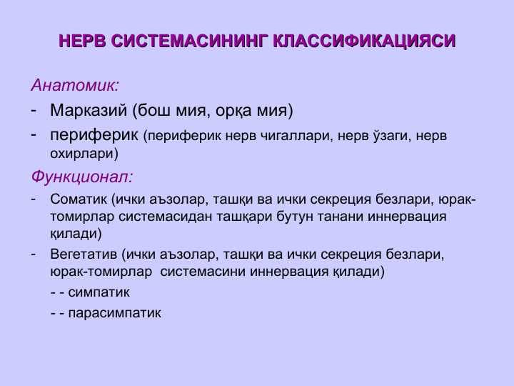 Nerv sistemasi