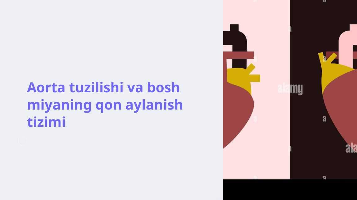 Aorta tuzilishi va bosh miyaning qon aylanish tizimi