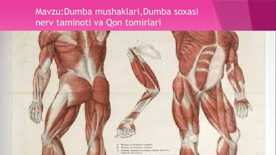Dumba mushaklari,Dumba soxasi nerv taminoti va Qon tomirlari
