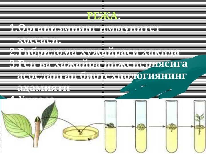 Организмнинг иммунитет хоссаси
