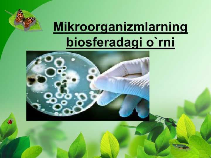 Mikroorganizmlarning biosferadagi o`rniMikroorganizmlarning biosferadagi o`rni