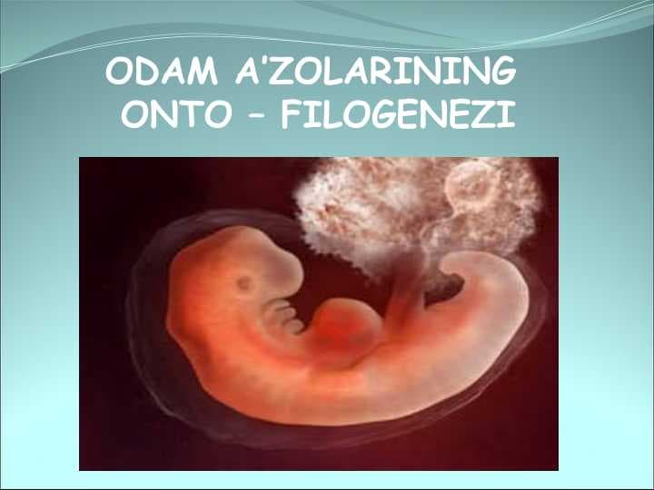 ODAM A’ZOLARINING ONTO – FILOGENEZI