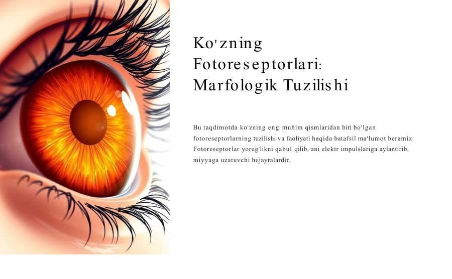 Ko'zning Fotoreseptorlari:  Marfologik Tuzilishi
