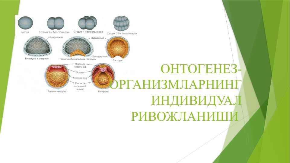 ОНТОГЕНЕЗ-ОРГАНИЗМЛАРНИНГ ИНДИВИДУАЛ РИВОЖЛАНИШИ