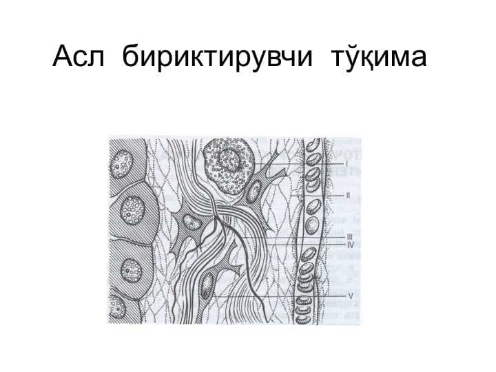 Асл  бириктирувчи  тўқима Asl biriktiruvchi toqima