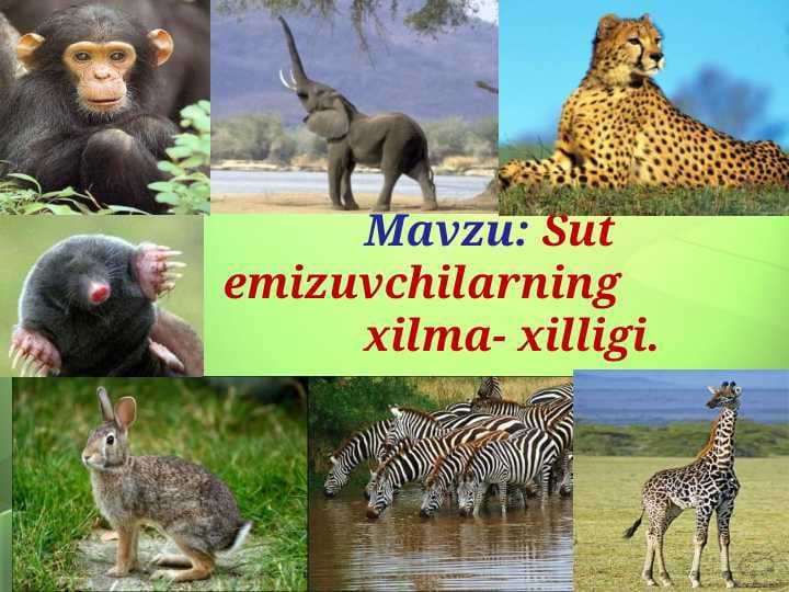 Mavzu Sutemizuvchilarning xilma-xilligi