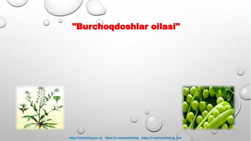 Burchoqdoshlar oilasi
