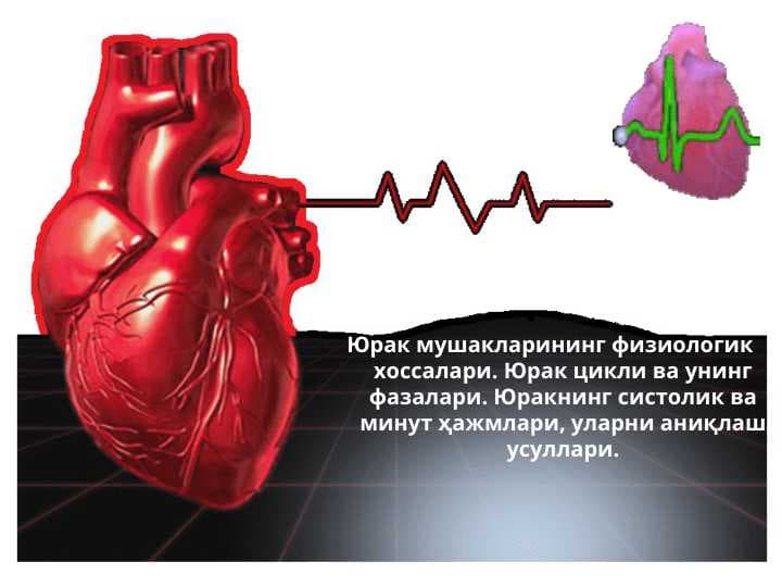 Юрак мушакларининг физиологик хоссалари. Юрак цикли ва унинг фазалари. Юракнинг систолик ва минут ҳажмлари, уларни аниқлаш усуллари.