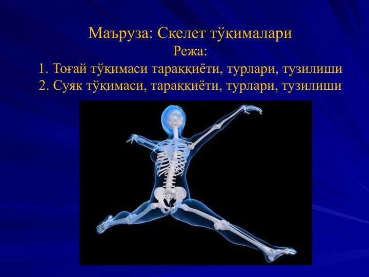 Скелет тўқималари