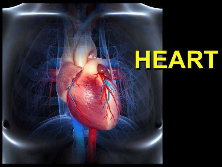 HEART