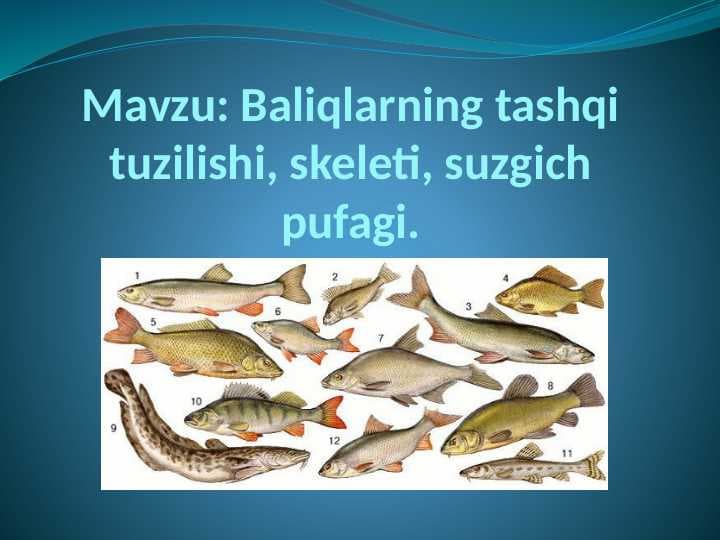 Baliqlarning tashqi tuzilishi, skeleti, suzgich pufagi