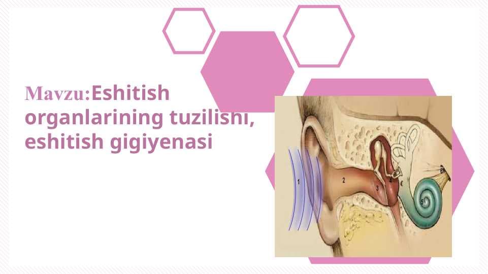 Eshitish organlarining tuzilishi, eshitish gigiyenasi