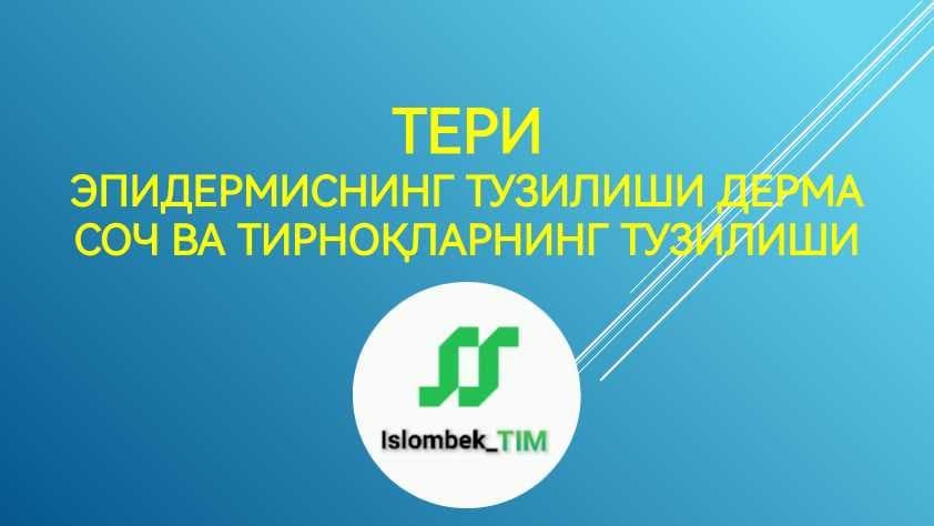 ТЕРИэпидермиснинг тузилишиДермаСоч ва тирноқларнинг тузилиши