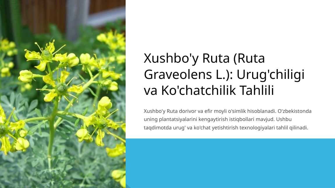 Xushbo'y Ruta: Urug'chiligi va Ko'chatchilik Tahlili