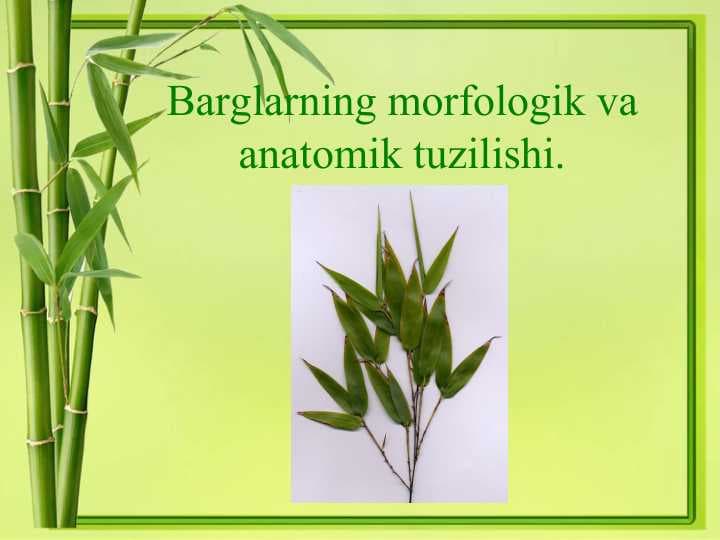 Barglarning morfologik va anatomik tuzilishi.