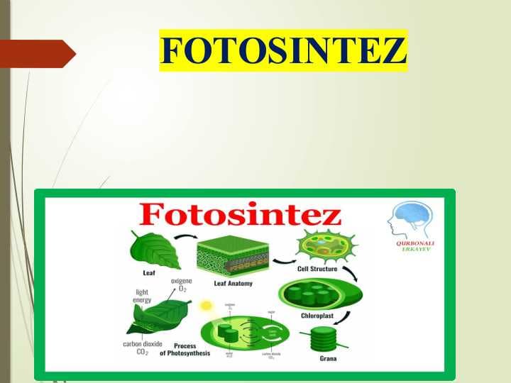 FOTOSINTEZ
