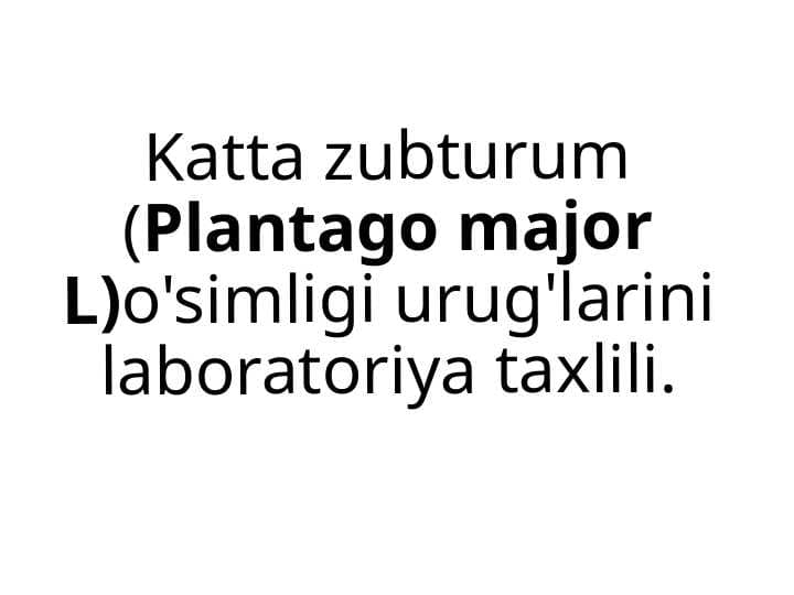 Katta zubturum (Plantago major L)o'simligi urug'larini laboratoriya taxlili