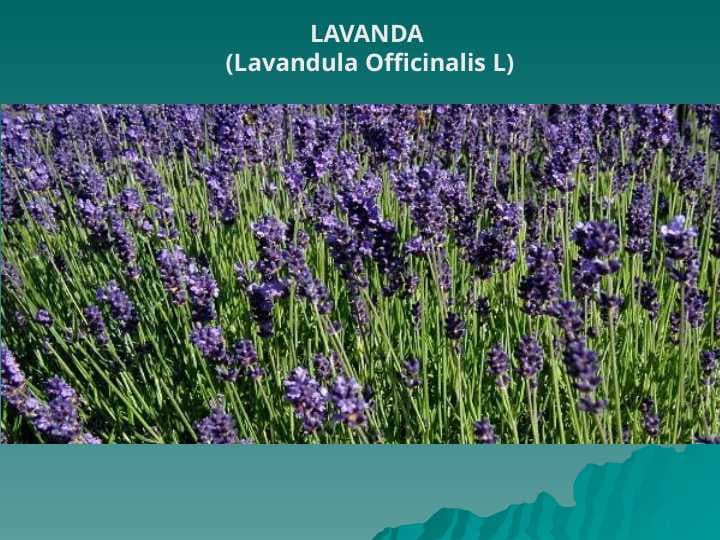 LAVANDA  (Lavandula Officinalis L)