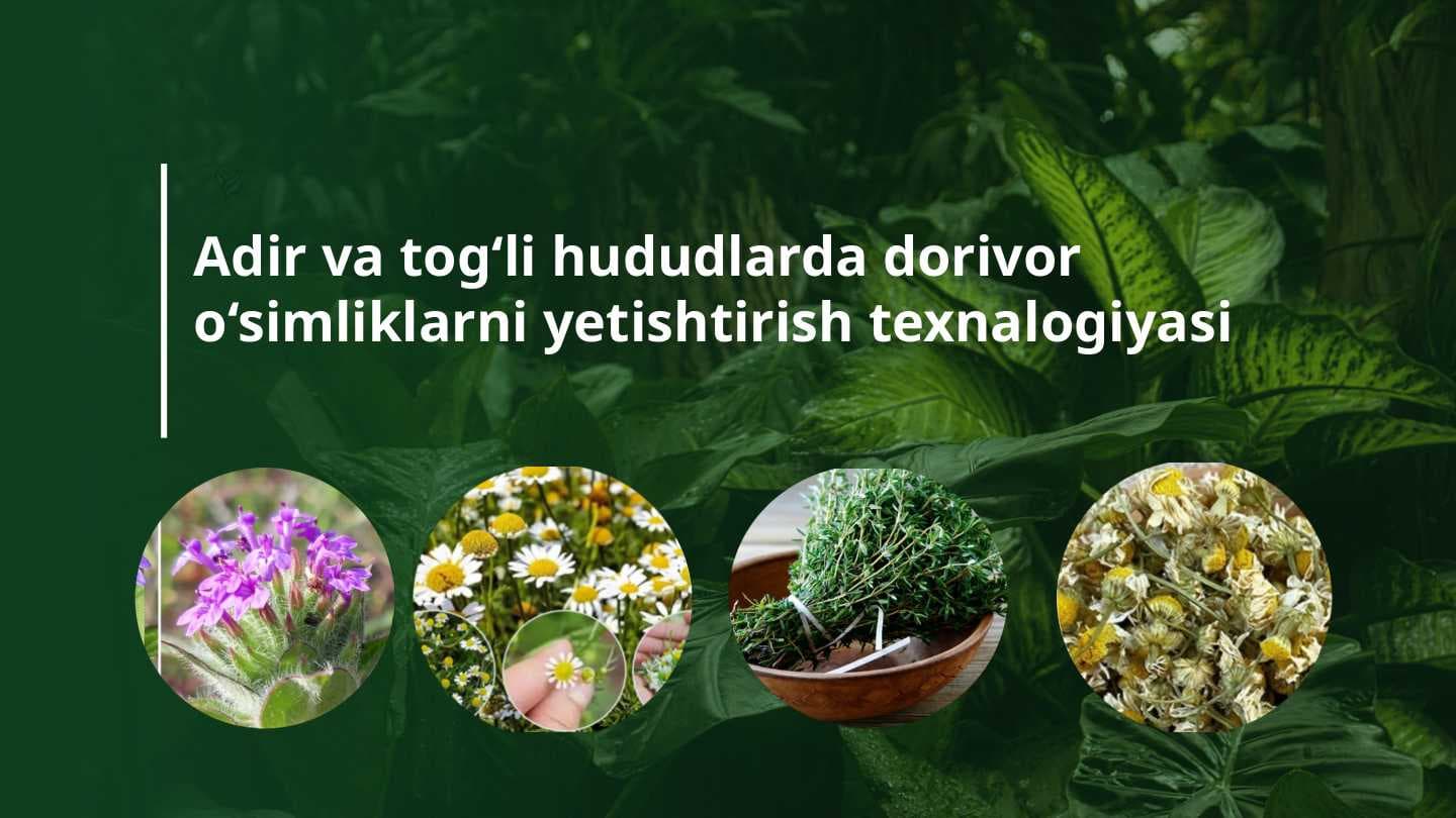 Adir va tog‘li hududlarda dorivor o‘simliklarni yetishtirish texnalogiyasi