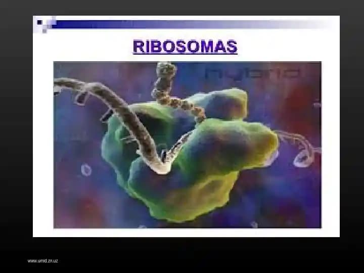 Hujayraning membranasiz organoidlari, ularning funksiyasi va ahamiyati