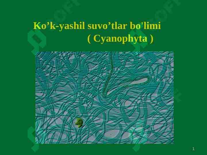 Koʻk-yashil suv oʻtalar boʻlimi bilan umumiy tanishish
