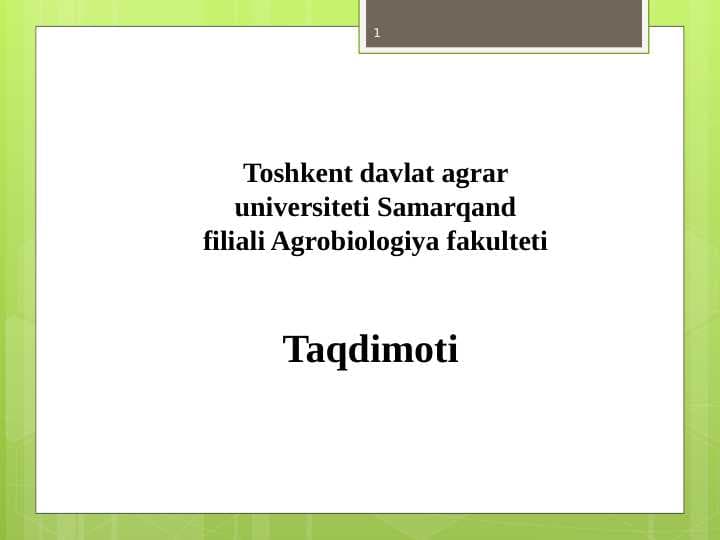 Zaytun yetishtirish