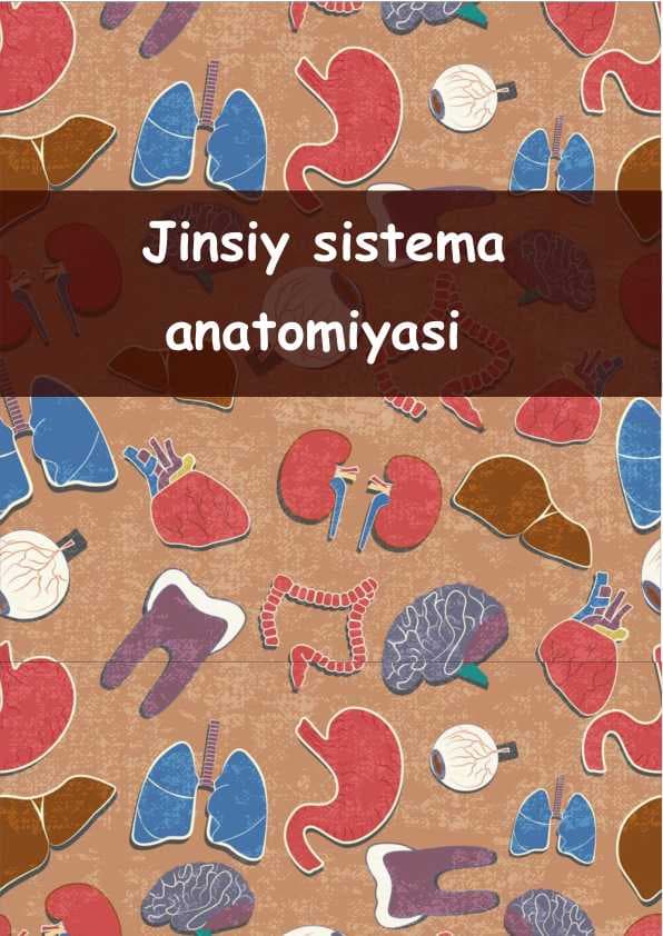 Jinsiy sistema anatomiyasi