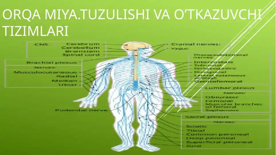ORQA MIYA.TUZULISHI VA O’TKAZUVCHI TIZIMLARI