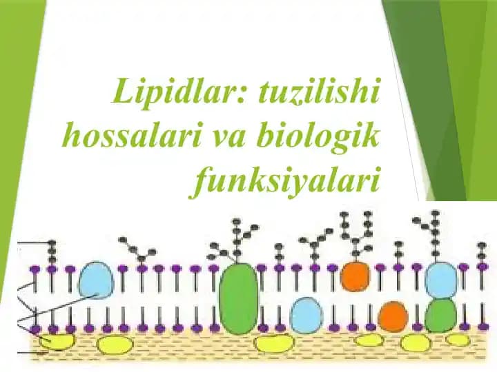 Lipidlar: tuzilishi hossalari va biologik funksiyalari