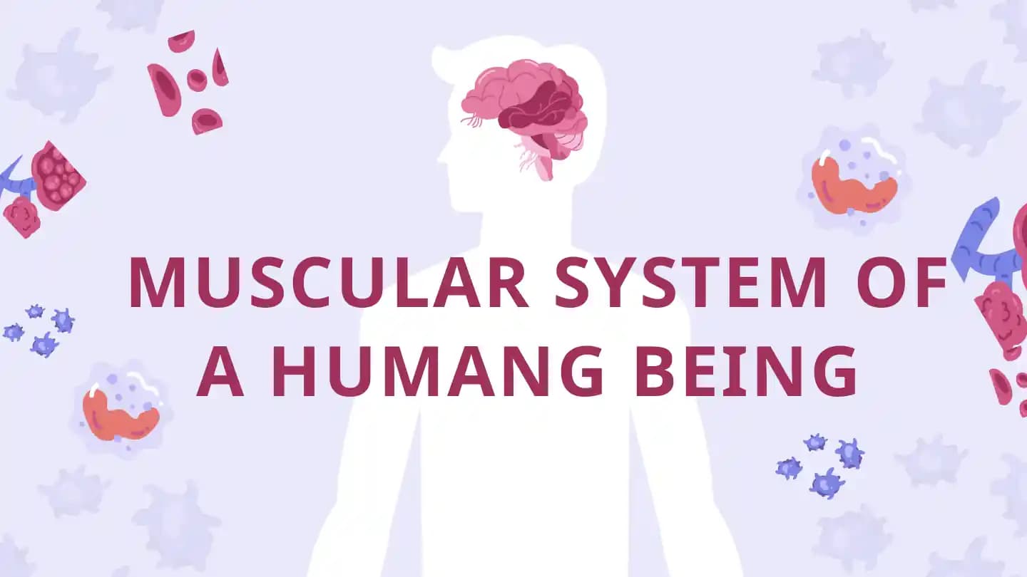 Muscle system of a human being