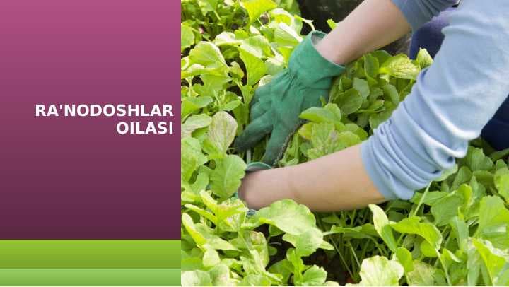 RA'NODOSHLAR