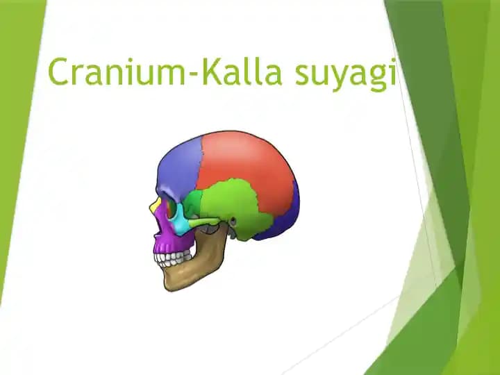 Cranium-Kalla suyagi Краниум Калла суяги