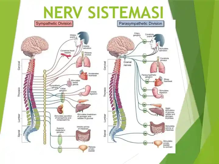 Nerv sistemasi, Neyronlar, Markaziy nerv sistemasi  нерв системаси нейронлар  марказий нерв системаси